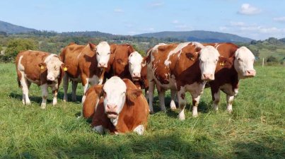 Blaues Türmchen-Schönberger Kreuz-Zell