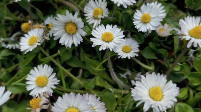 Ein Waldbad im Frühling