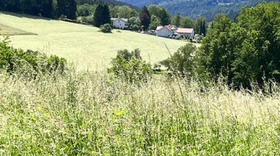 Wanderung zur "Dicken Eiche"