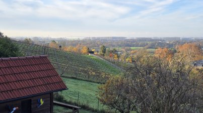 Herbstwanderung-Wein-und-Wald- Guldenzoll-Weg
