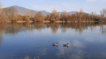 Ruhe-und-Gemütlichkeit-Niederwaldsee
