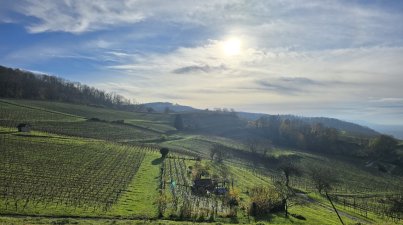 Wanderung-Wein-und-Wald
