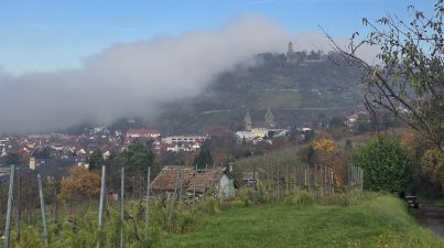 Wanderung-Wein-und-Wald