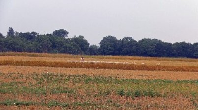 Biedensand Lampertheim