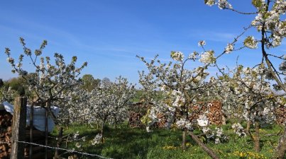 Dabei konnte man die in Blüte stehenden Bäume in den Gärten bewundern, Neubürgern war dieser Weg unbekannt und er wurde dankbar angenommen. Nach der Mittagspause wanderte diese Gruppe auf dem gleichen Weg zum Friedhof Mitte zurück, während die besseren Wanderer über den Kappelgrund vorbei am Ecktürmchen, Richtung Waldfriedhof und Hohberg Bensheim erreichen
Paul Schelter und Willy Völker bedankten sich bei den Wanderführerinnen für die gelungene Frühlingswanderung. Erfreulicherweise konnte der OWK Bensheim in letzter Zeit einige neue Mitglieder in seinen Reihen begrüßen. 
