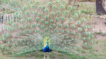 Rund-um-den-Melibokus