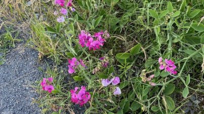 Hochstaetten Felsenmeer