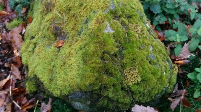 Nebelwanderung_Lindenfels